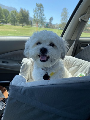 Dog in Car