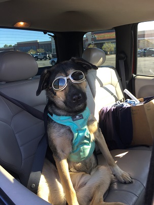 Dog in Back Seat