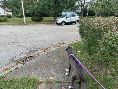 Dog on leash at crosswalk